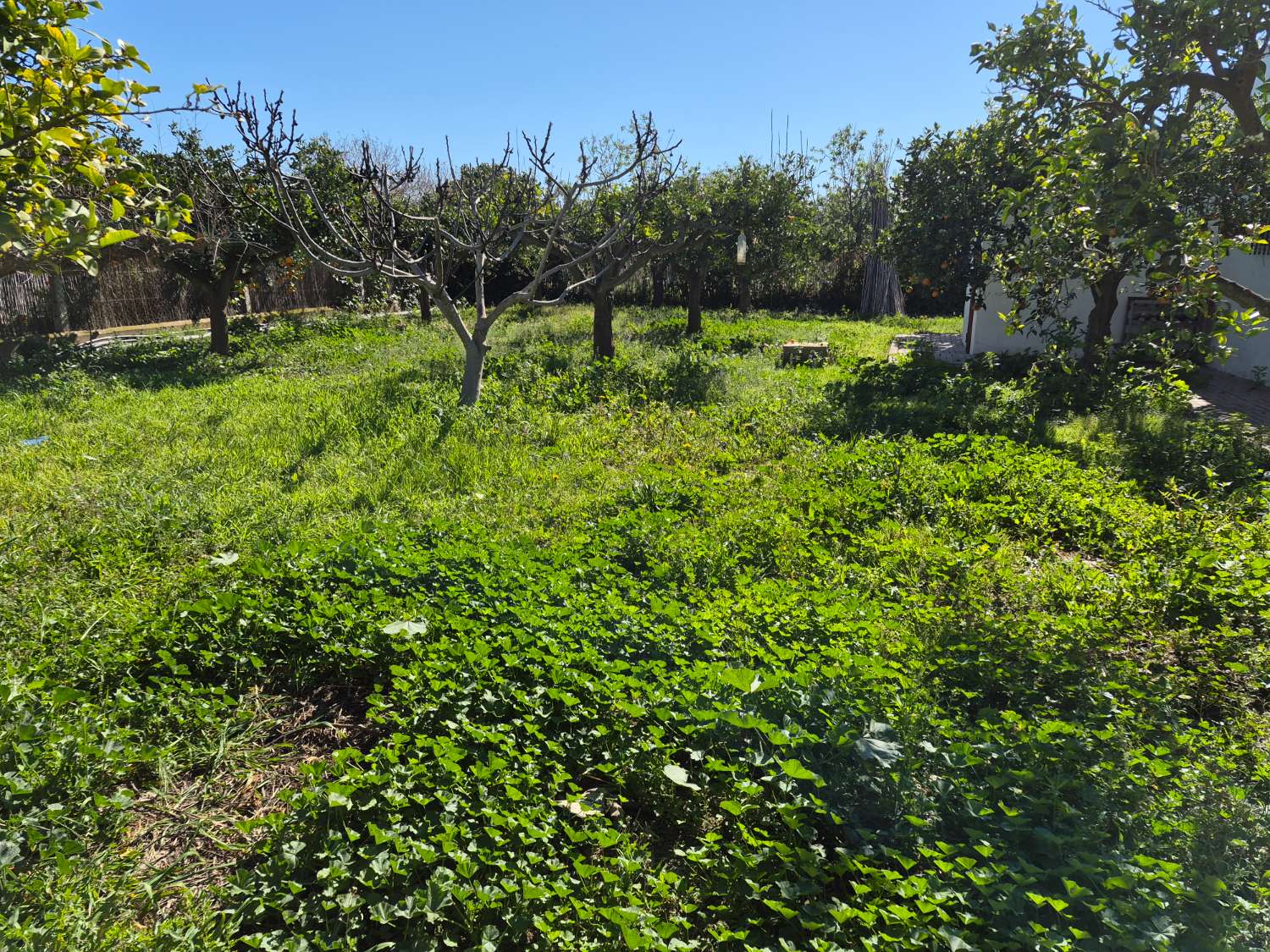 Finca con encanto en La Aljorra
